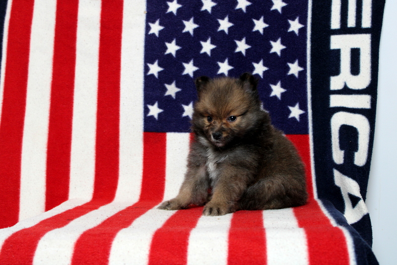 puppy, for, sale, Pomeranian, Matthew B. Stoltzfus, dog, breeder, Gap, PA, dog-breeder, puppy-for-sale, forsale, nearby, find, puppyfind, locator, puppylocator, aca